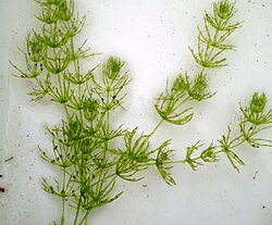 Chara braunii, porodica Characeae