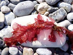 Delesseria sanguinea