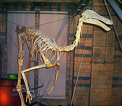 Gallimimus u muzeju u Londonu