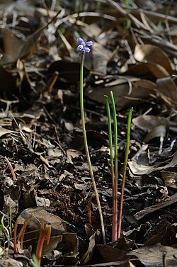 Muscari parviflorum