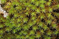 Orthotrichum lyellii