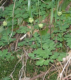 Adoxa moschatellina