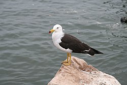 Larus belcheri