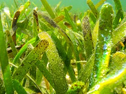 Thalassia hemprichii