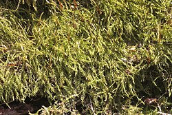 Amblystegium serpens