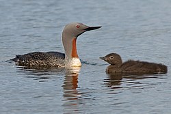Odrasla jedinka s tek rođenom mladom