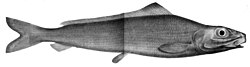 P. gissu