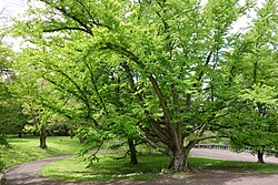 Cercidiphyllum japonicum