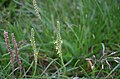 Plantago maritima