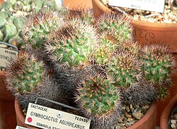 Acharagma aguirreanum