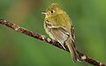 Empidonax flavescens
