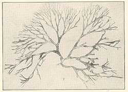 Halymenia elongata var. decipiens