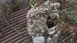 Lepidagathis cristata