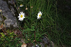Leucanthemum adustum