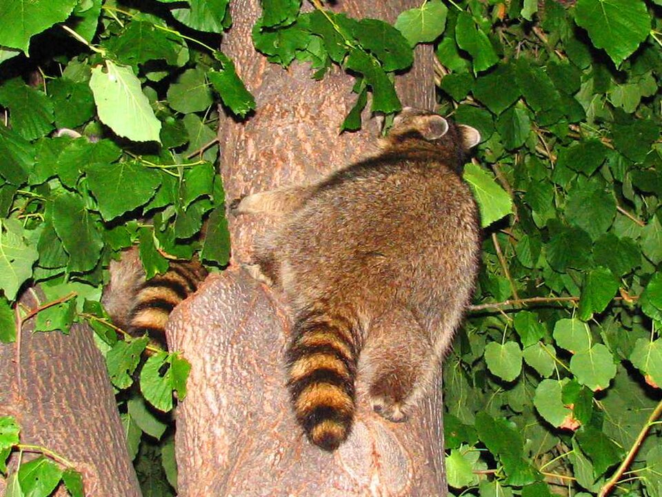 Datoteka:Northern Raccoons in tree.jpg
