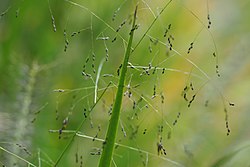 Panicum bisulcatum