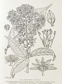 Androsiphonia adenostegia