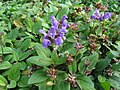 Prunella grandiflora