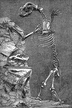 Kostur špiljskog medvjeda