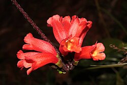 Agalmyla chorisepala