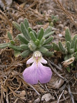 Ajuga iva