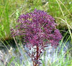 Selinum carvifolia ili gola selenka