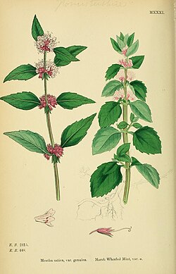 Pršljenasta metvica, ilustracija