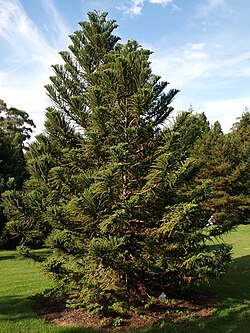 Araucaria biramulata