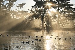Drveće u parku u San Franciscu.