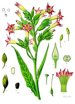 Nicotiana tabacum