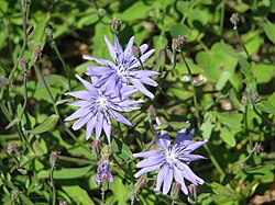 Melanoseris macrorhiza (sin. Cicerbita macrorhiza)
