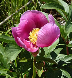 Paeonia broteroi