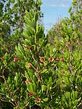 P. acidula, Réunion island