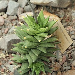 × Astrolista bicarinata