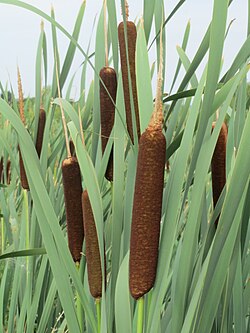 širokolisni rogoz, T. latifolia