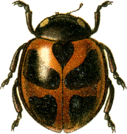 coccinella nivicola