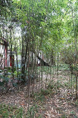 Chimonobambusa quadrangularis