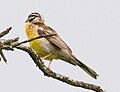 Emberiza flaviventris