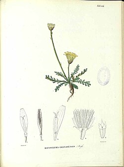 Rothmaleria gratensis